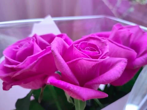 Three roses Stock Photos