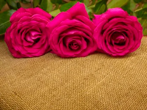Three roses on rough brown burlap. Layout with empty blank for text overlay. Stock Photos