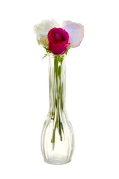 Three Roses in a Vase Stock Photos