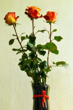Three roses in a vase. Stock Photos