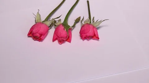 Three Roses On White Paper Stock Footage 80260162
