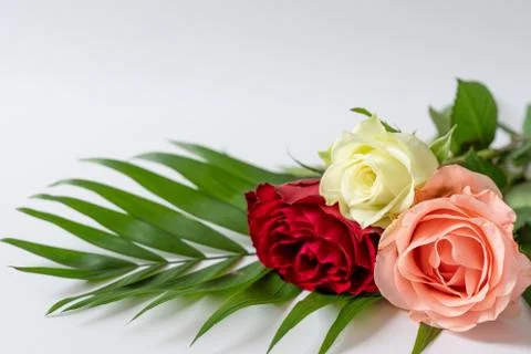 Three roses on a white surface Stock Photos
