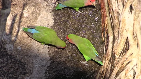 Three rosy-faced lovebirds drinking water dripping from a tree, Stock Footage 160533017