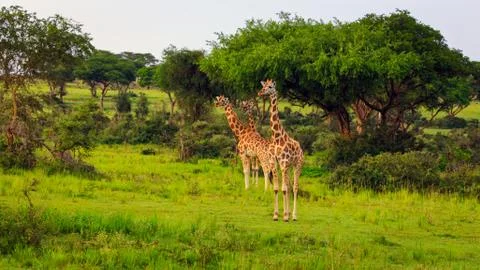 Three rothschild giraffe looking in same direction in savannah grassland Stock-Fotos