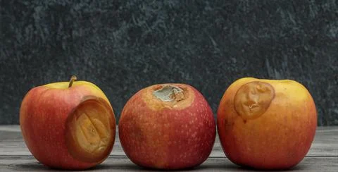 Three rotten apples with mold on a dark background Stock Photos