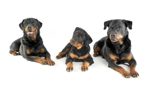 Three Rottweilers are lying in the white studio floor Stock Photos