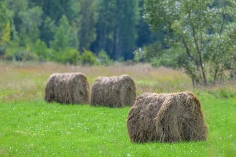 Three round hay bales rest in a green pasture. Mature grass surrounds the bal Stock Photos