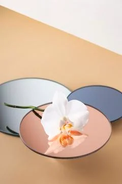 Three round stands for objects with white orchid flower Stock Photos