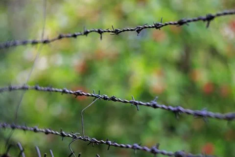 Three rows of barbed wire against a blurred background. Green, blurred back.. Stock Photos