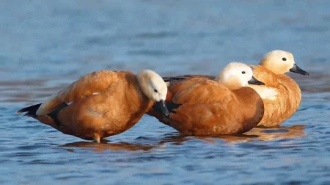 Three ruddy shelducks standing in the shallow water of a calm lake 스톡 동영상 335491476