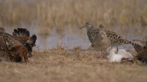 Three ruff males fight on the shore (Calidris pugnax) Stock Footage 298564763