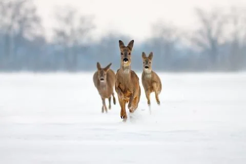 Three running deer in deep snow Stock Photos