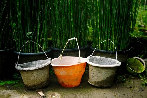Three Rustic Buckets Lined Up Against Tall Potted Green Plants in a Garden. Stock Photos