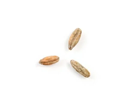Three Rye Grain Kernels on a White Background Stock Photos