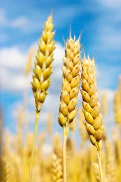 Three rye spikelets Stock Photos