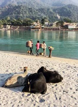Three Sacred Cows In Rishikesh Stock Photos