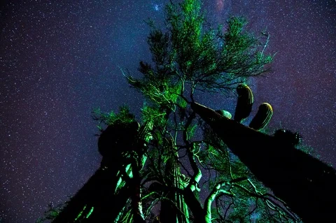 Three Saguaro Cactus Motion Time Lapse - Night Sky Stars Clouds 6K Stock Footage 78979502