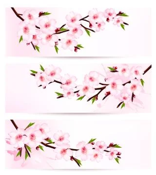Three sakura branch banners. vector. Stock Illustration
