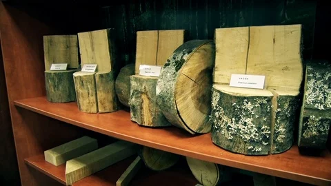 Three Samples of Wood from the Mountain Stock-Footage 95577647
