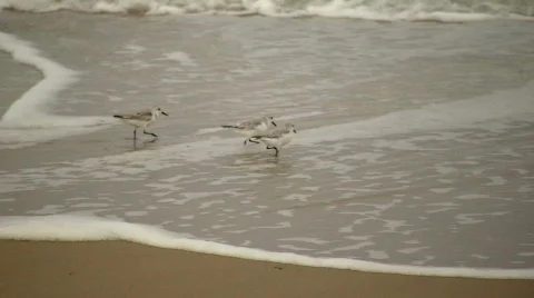Three sanderlings at feeding time Vidéo 302560