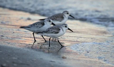 Three Sanderlings Stock Photos