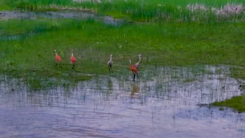 Three Sandhill Cranes Along a Marsh Waterline Stock Footage 345295409