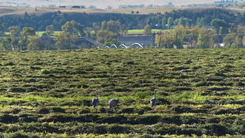 Three Sandhill Cranes Flap in Hay Field Stock Footage 317844849