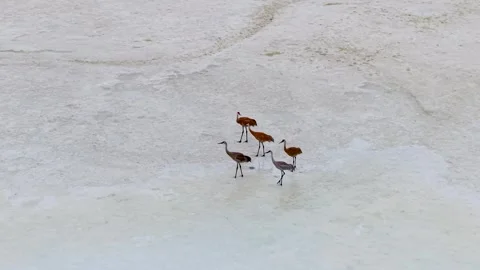 Three Sandhill Cranes Standing in Rippling Marsh Stock Footage 345296272