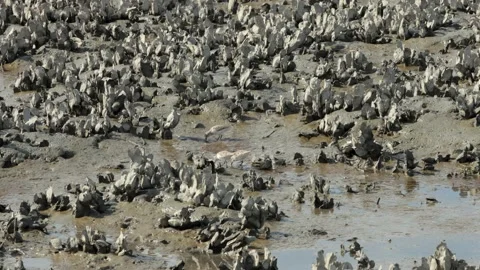 Three sandpiper birds walking through oyster bed looking for food 스톡 동영상 130225515