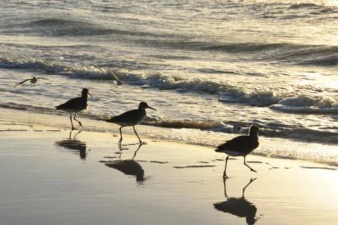 Three Sandpipers with their reflections, walking along the beach. Stock Photos