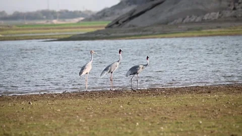 Three sarus cranes standing together in Jawai national park Stock Footage 308722280