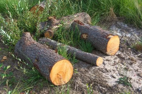 Three sawn logs on the grass Stock Photos