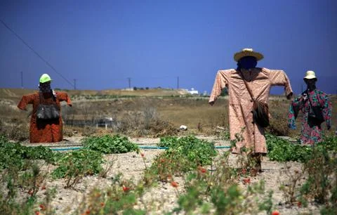 Three scarecrows Stock Photos