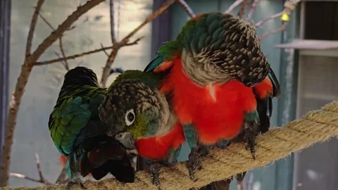 Three Scarlet bally parrots resting Stock Footage 272968342