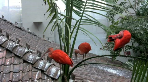 Three Scarlet Ibis Stock Footage 276121