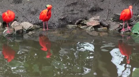 Three scarlet ibis Stock Footage 12208099