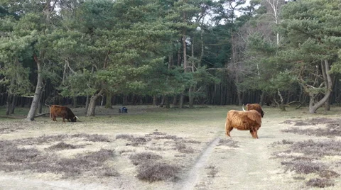 Three Scottish Highland Cattles Stock Footage 48002445