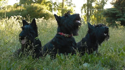 Three Scottish Terrier in the Park Stock Footage 25191549