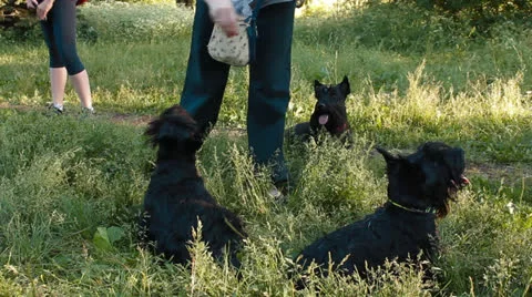 Three Scottish Terrier in the Park Stock Footage 25192029