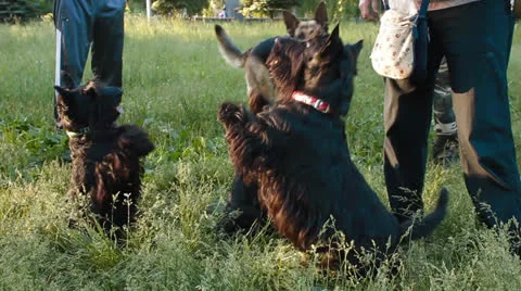 Three Scottish Terrier in the Park Stock Footage 25192608