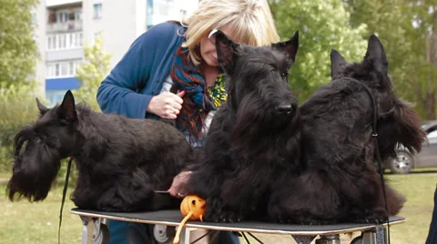 Three Scottish Terrier before the show Stock Footage 27897921