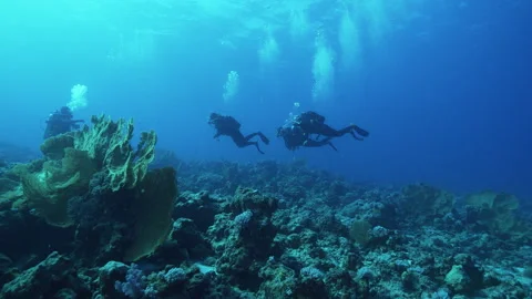 Three scuba divers learning how to dive in the deep blue ocean above the Stock Footage 280424297
