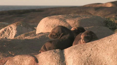 Three Sea Lion Pups Stock Footage 356054