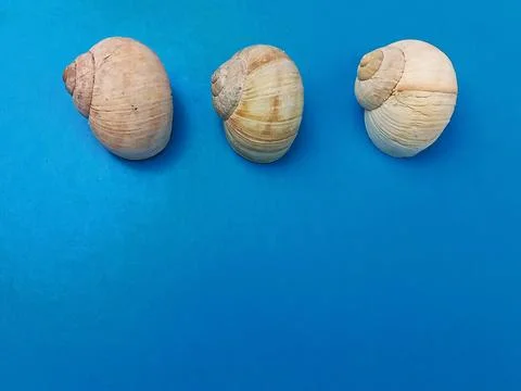 Three sea shells on blue background Stock Photos