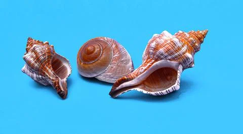 Three sea shells lie on a blue background. Souvenir shells. Stock Photos