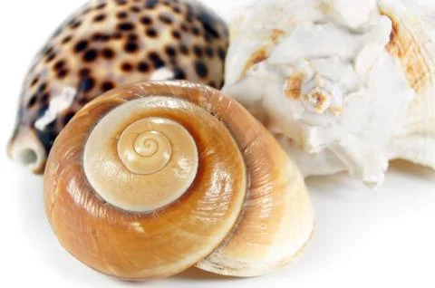 Three sea shells Stock Photos