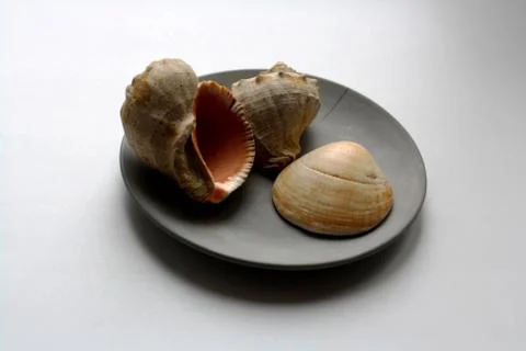 Three sea shells on plate Stock Photos