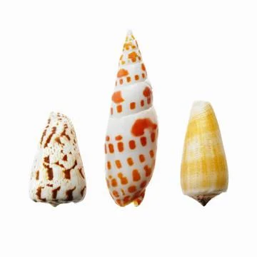 Three sea shells in a row, showing a variety of size, shape and pattern. Foto stock