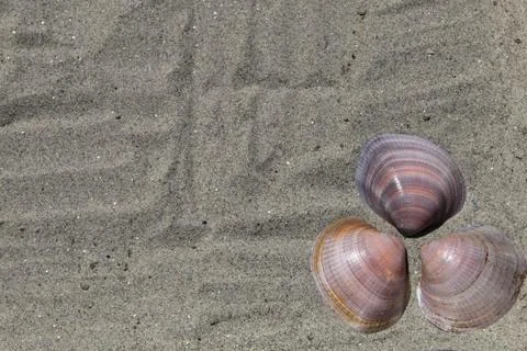 Three sea shells on a sandy beach Stock Photos
