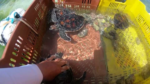 Three sea turtles floating in a box touched by human hand on bluewater Stock Footage 161172538